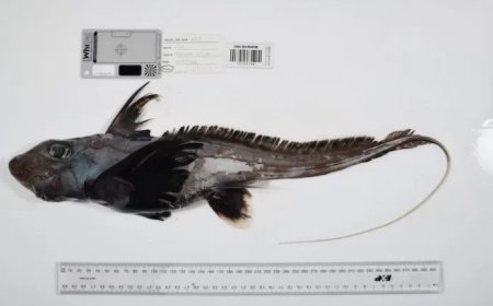 Recordaantal nieuwe zeedieren ontdekt in diepe oceanen