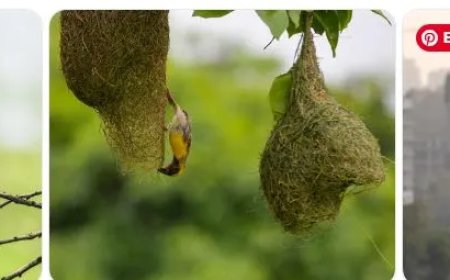 Vrouw leeft tussen 150 vogelsoorten midden in miljoenenstad