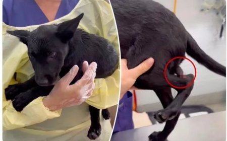 Puppy met zeldzame afwijking gered na operatie