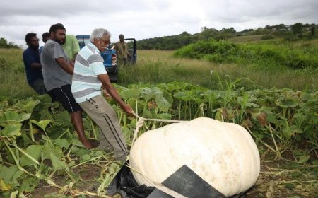 Boer kweekt reusachtige pompoen van 600 pond