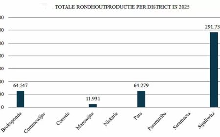 Houtproductie daalt licht in 2025; Sipaliwini blijft grootste productiegebied