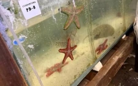 Argentinië neemt 700 gesmokkelde zeedieren in beslag die vanuit Kenia waren verscheept