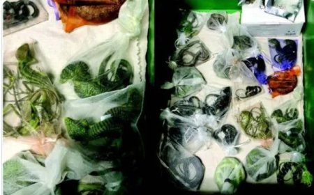 65 maanden cel voor smokkel van bijna 2.000 reptielen naar VS