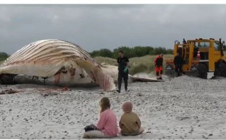Bultrug ‘Timmy’ Overleden Na Maandenlange Reddingspoging