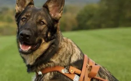 Duitse herders waren de eerste geleidehonden