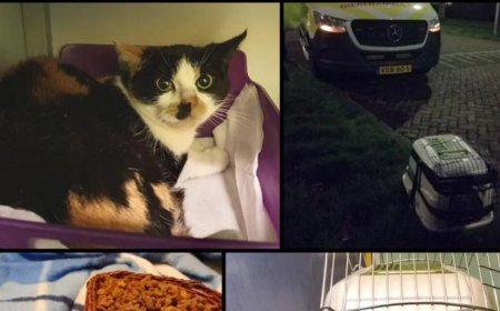Kat overleeft reis van 1.200 kilometer in pakketbus