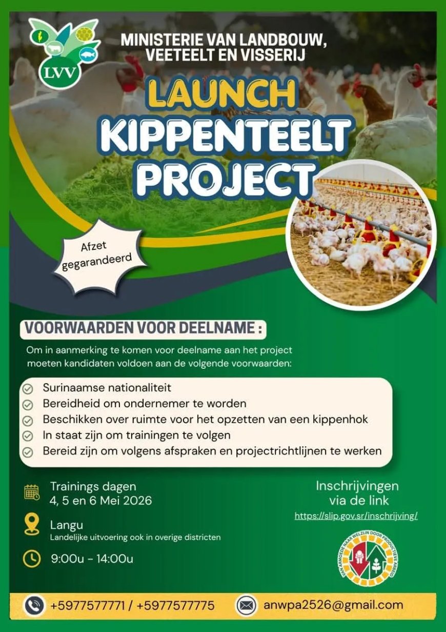 LVV lanceert kippenteeltproject: afzet ondernemers gegarandeerd