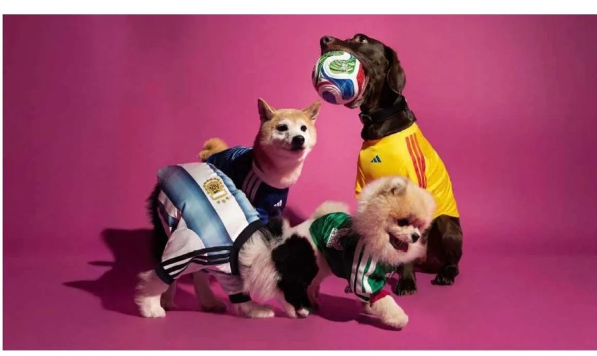 Honden in WK-stijl: Adidas lanceert voetbalshirts voor huisdieren