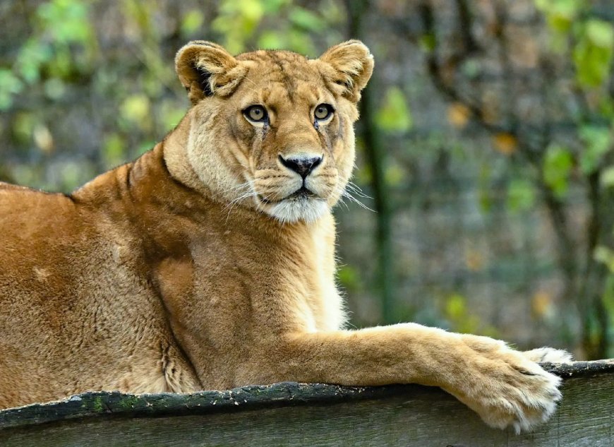 Bezoeker klimt leeuwenverblijf Duitse dierentuin in en geeft dieren goulash
