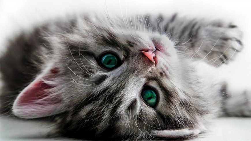 Poes ernstig mishandeld: politie roept op video niet te verspreiden