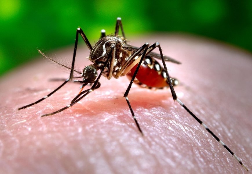 BOG start bespuitingscampagne tegen chikungunya in Blauwgrond