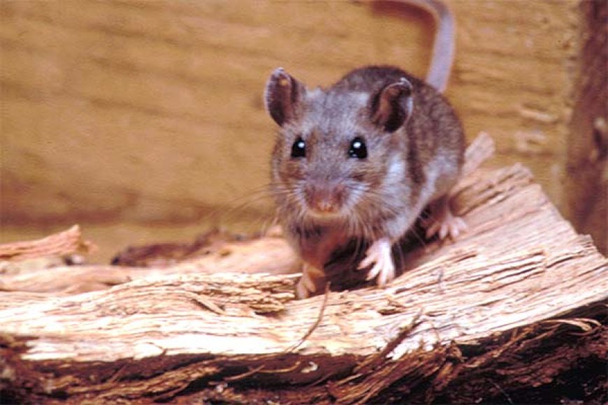 HANTAVIRUS IS GEEN ZIEKTE VAN WEIL