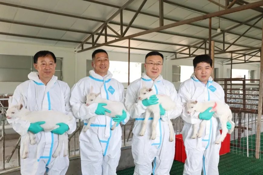 Opmerkelijk – China slaagt erin om in grote aantallen superproductieve melkgeiten te klonen