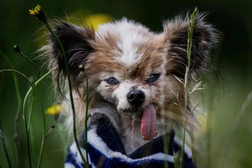 Opmerkelijk – Frans hondje Lazare is met 31 jaar mogelijk oudste levende hond ter wereld