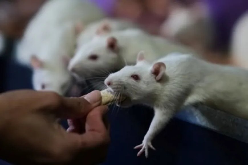 Opmerkelijk – Argentijnse organisatie redt laboratoriumratten van de dood