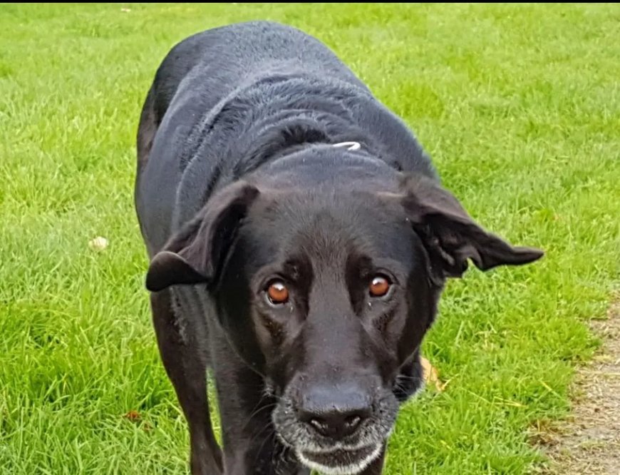 Emotionele veranderingen bij oudere honden