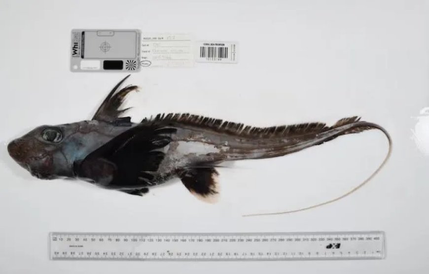 Recordaantal nieuwe zeedieren ontdekt in diepe oceanen