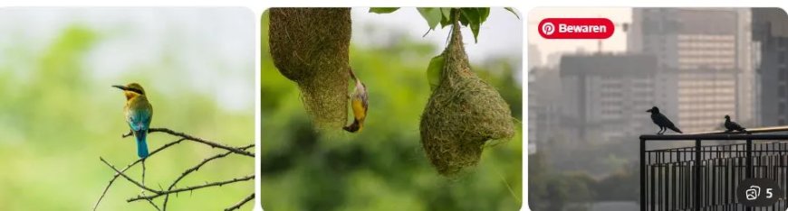 Vrouw leeft tussen 150 vogelsoorten midden in miljoenenstad
