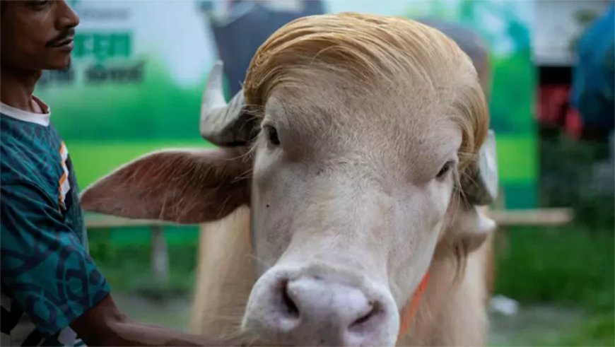 Viraal fenomeen redt 'Trump'-buffel van slacht in Bangladesh