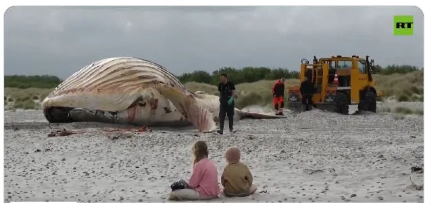Bultrug ‘Timmy’ Overleden Na Maandenlange Reddingspoging