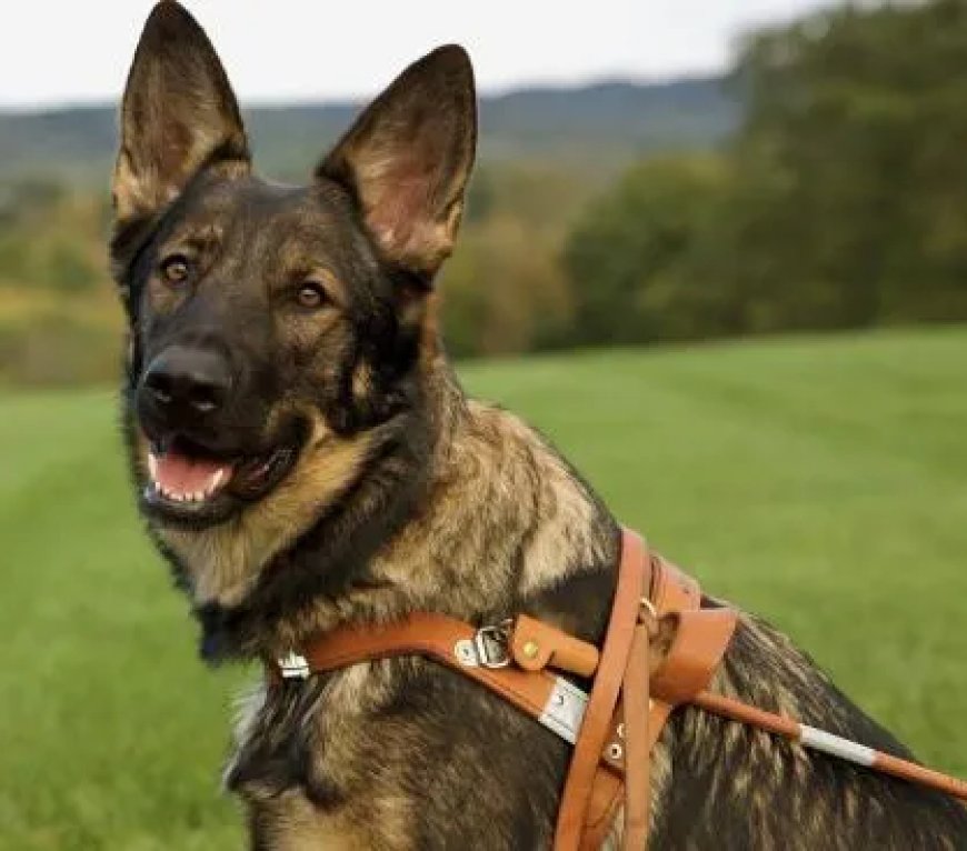 Duitse herders waren de eerste geleidehonden