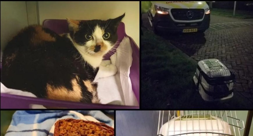 Kat overleeft reis van 1.200 kilometer in pakketbus