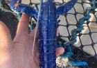Visser vangt zeldzame blauwe kreeft