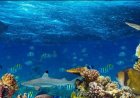 Suriname zet stap naar bescherming van internationale oceanen