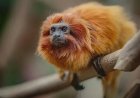 Gouden leeuwaapje dat 11 jaar geleden gestolen werd uit Franse zoo, gevonden in Slowakije