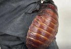 Australië onderschept 100.000 illegale kakkerlakken