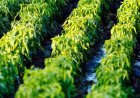 Dominicaanse landbouwkennis moet Surinaamse agrosector versterken