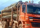 China blijft grootste afnemer van Surinaams rondhout