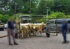Opmerkelijk – Zes koeien bezoeken spoedafdeling ziekenhuis in Duitsland 