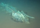 Walviskerkhof gevonden in Indische Oceaan: 1200 kilometer lang, miljoenen jaren oud