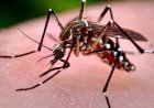 Mensen klagen over langdurige gewrichtspijnen na chikungunya