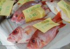 Suriname mag weer vis exporteren naar Verenigde Staten