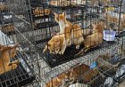 Politie Vietnam redt meer dan 400 katten van de dood