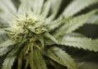 Man aangehouden met marihuana tijdens fouillering op politiebureau