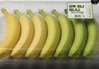 Slimme banaan uit Korea legt oud probleem in Suriname bloot