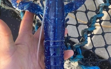 Visser vangt zeldzame blauwe kreeft