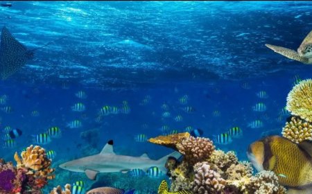 Suriname zet stap naar bescherming van internationale oceanen