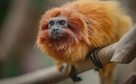 Gouden leeuwaapje dat 11 jaar geleden gestolen werd uit Franse zoo, gevonden in Slowakije