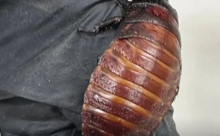 Australië onderschept 100.000 illegale kakkerlakken