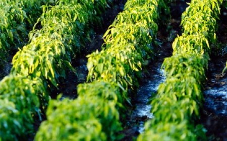 Dominicaanse landbouwkennis moet Surinaamse agrosector versterken