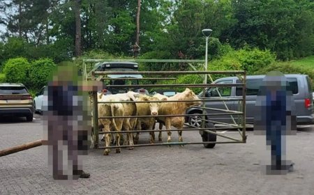 Opmerkelijk – Zes koeien bezoeken spoedafdeling ziekenhuis in Duitsland 