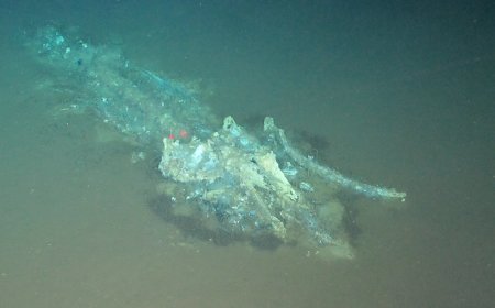 Walviskerkhof gevonden in Indische Oceaan: 1200 kilometer lang, miljoenen jaren oud