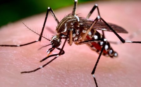 Mensen klagen over langdurige gewrichtspijnen na chikungunya