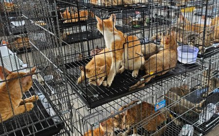 Politie Vietnam redt meer dan 400 katten van de dood