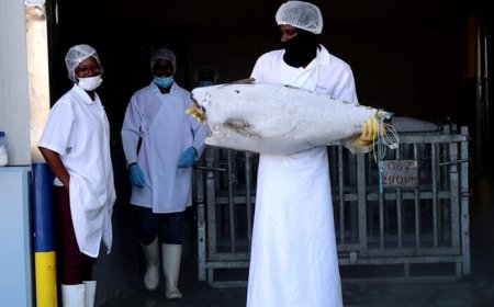 Suriname mag wederom vis exporteren naar VS