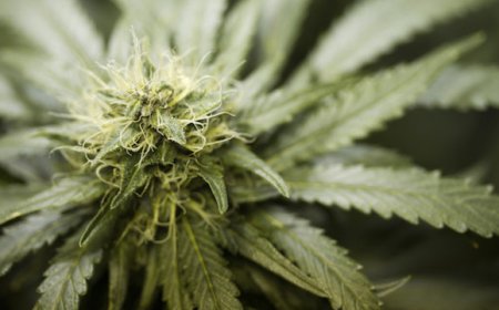 Man aangehouden met marihuana tijdens fouillering op politiebureau